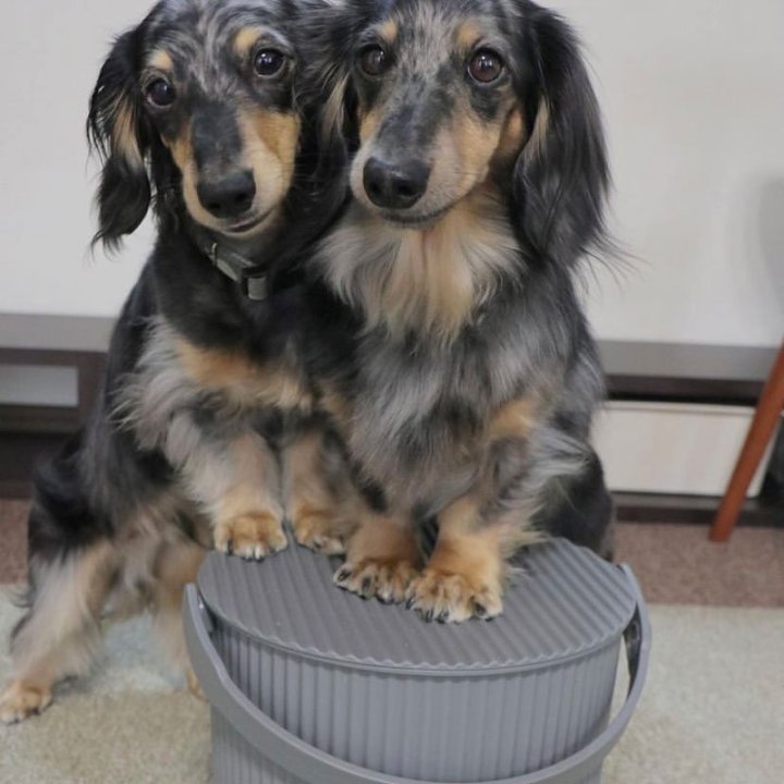 Spand til hundefoder