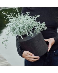 Muubs sai krukke